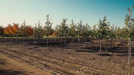 push-in-panning-shot-of-trees-on-a-tree-farm-on-a-sunny-day