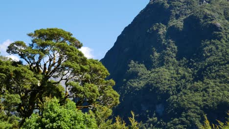 toma panorámica de la selva tropical verde y montañas con vegetación contra el cielo azul en el fondo - visitando el parque nacional fiordland en nueva zelanda