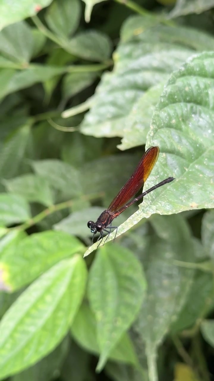 Damigella rosso scuro posata su una foglia verde