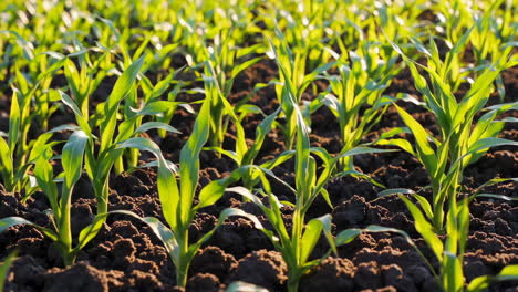 young corn plants growing in a field
