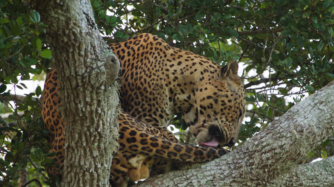 Doğal orman habitatında bir ağaç dalında dinlenen ve kendini temizleyen vahşi bir Sri Lanka leoparı (Panthera pardus kotiya). Sri Lanka'da çekilen, doğal davranışlarını sergileyen sinematik vahşi yaşam görüntüleri