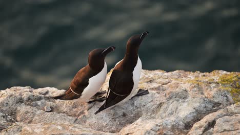 una pareja de dos aves marinas en la costa, una colonia de aves en las rocas con agua de mar del océano en la isla de skomer en gales, reino unido.