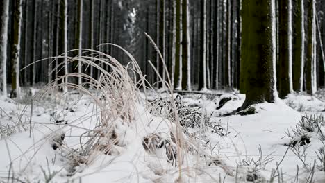 Low-angle-push-in-shot-snow-pine-tree-forest-frozen-grass-day-winter