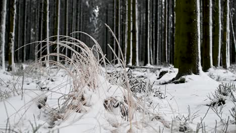 ángulo-Bajo-Empuje-En-Tiro-Nieve-Pino-Bosque-Congelado-Hierba-Día-Invierno