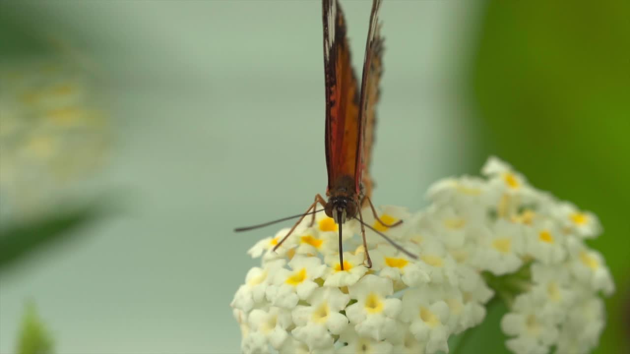 foto macro de la mariposa monarca recolectando néctar de la flor amarilla en la naturaleza durante la temporada de primavera