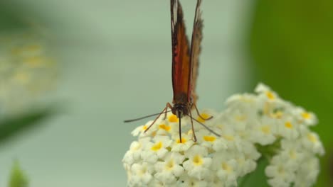 Makroaufnahme-Eines-Monarchfalters,-Der-Im-Frühling-Nektar-Aus-Einer-Gelben-Blume-In-Der-Natur-Sammelt