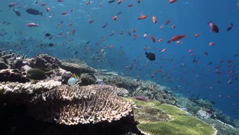 incredible reef journey over a vibrant world class dive site enjoy