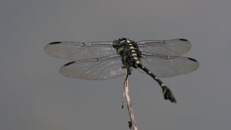 Die-Gemeine-Flanschschwanzlibelle-Kommt-Häufig-In-Thailand-Und-Asien-Vor