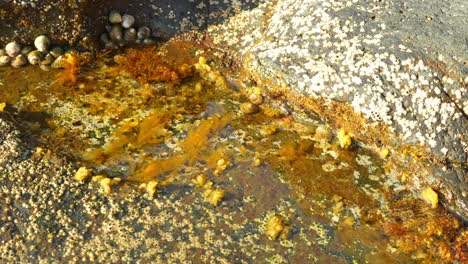 nahaufnahme von flachem meerwasser mit vielen an felsen befestigten meeresschnecken