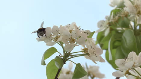abeja de miel corre a través de algunas flores, fondo de cielo desenfocado