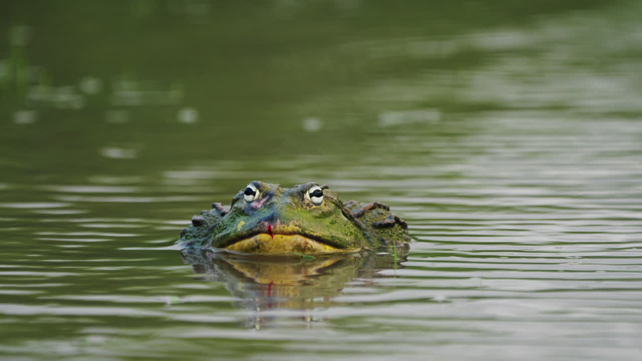 африканская лягушка-бык, погруженная в воду на пруду в центральном заповеднике калахари, ботсвана