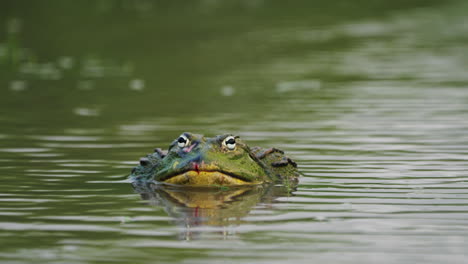 African-Bullfrog-Submerged-On-Tha-Pond-In-Central-Kalahari-Game-Reserve,-Botswana