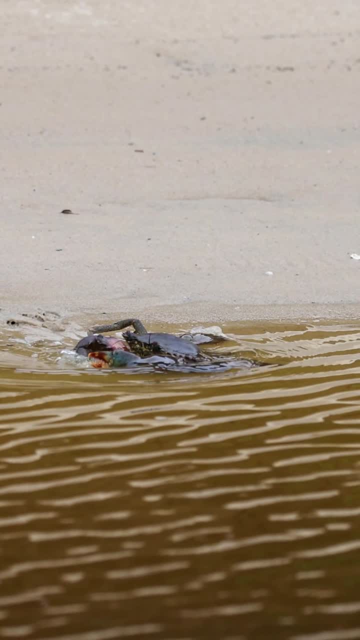 Cangrejo en la playa