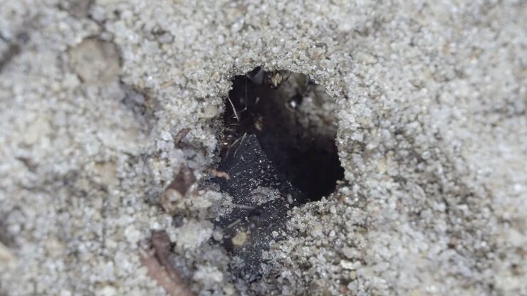 Close up macro slow motion shot of a small ant hill hole in the sand of a small garden in Brazil with black worker ants walking around and collecting food and supplies on a warm sunny summer day