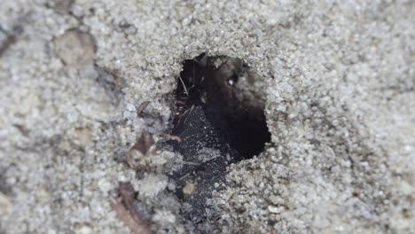 close-up-macro-slow-motion-aufnahme eines kleinen ameisenhügels im sand eines kleinen gartens in brasilien mit schwarzen arbeiterameisen, die an einem warmen sonnigen sommertag herumlaufen und nahrung und vorräte sammeln