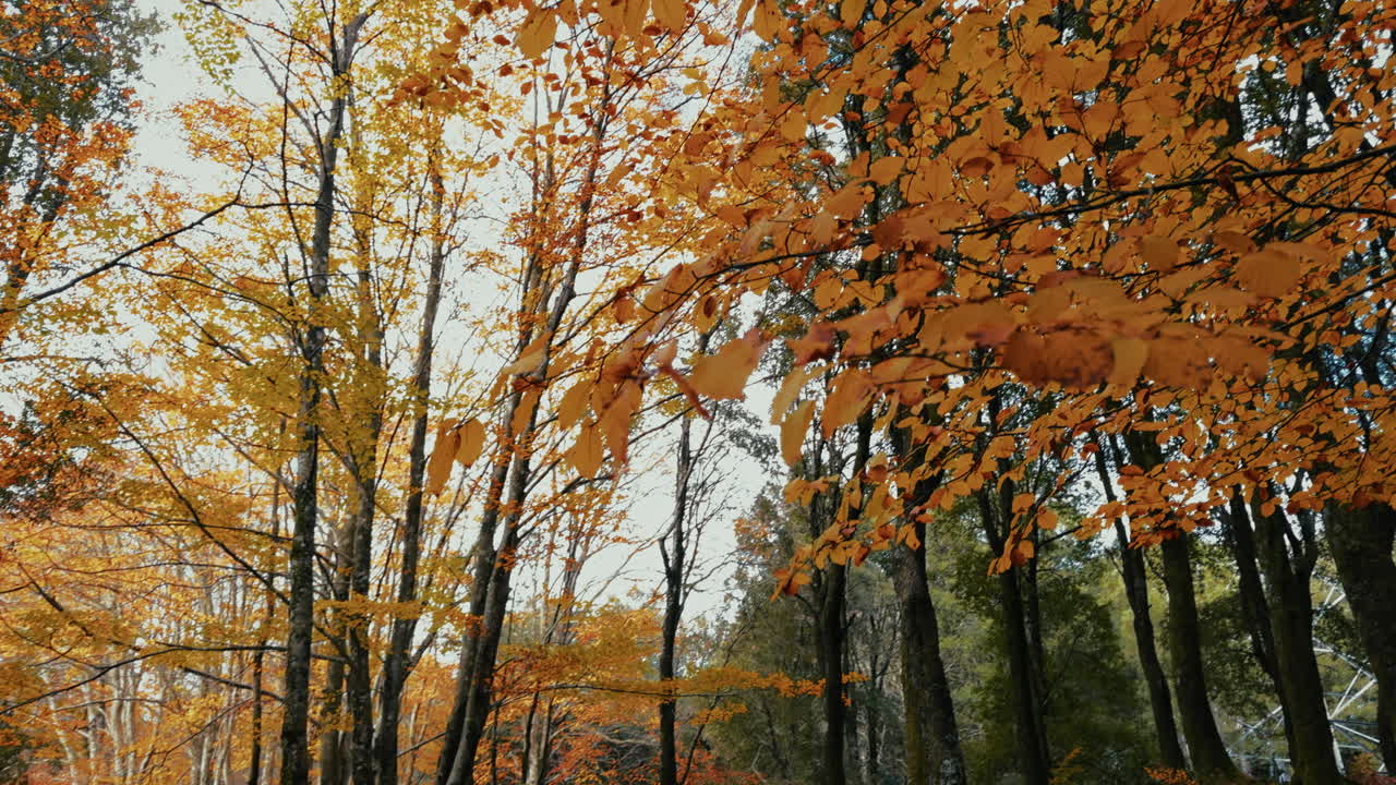 Relaxing Dry Yellow Leaves in Autumn Season Italy