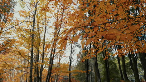 relaxing dry yellow leaves in autumn season italy
