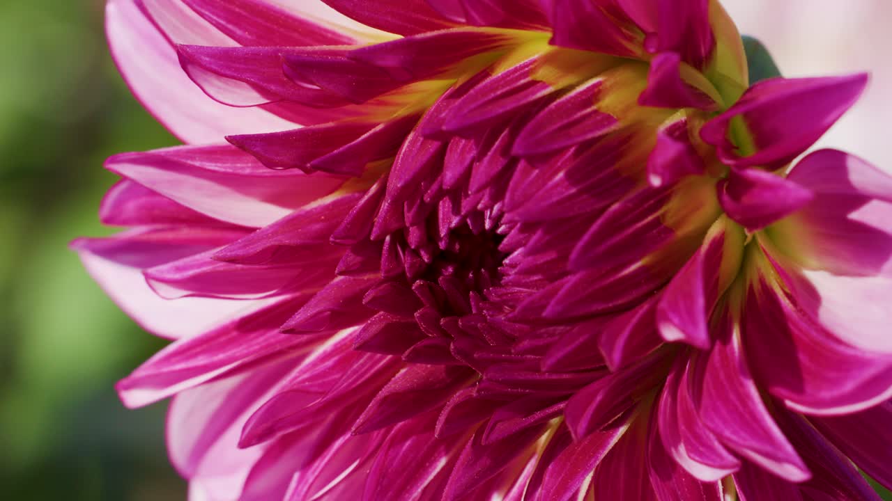 Vivid magenta dahlia flower slowly rotates, revealing intricate petals in bright natural daylight