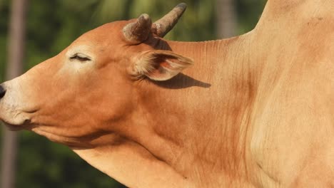 cow eating fruits - red -eyes