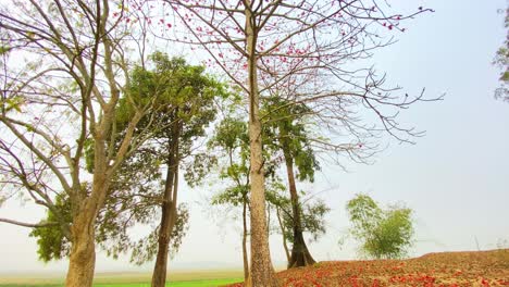 Red silk cotton flower blossom in Bangladesh