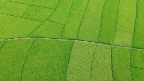 hermosas terrazas de arroz vista desde arriba