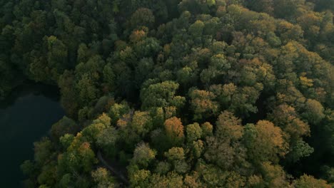 lush autumn forest canopy with vibrant green and yellow leaves captured from above