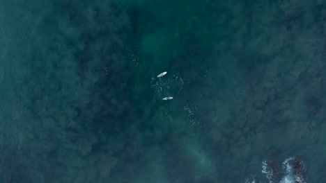 aerial view of two people paddleboarding in the ocean