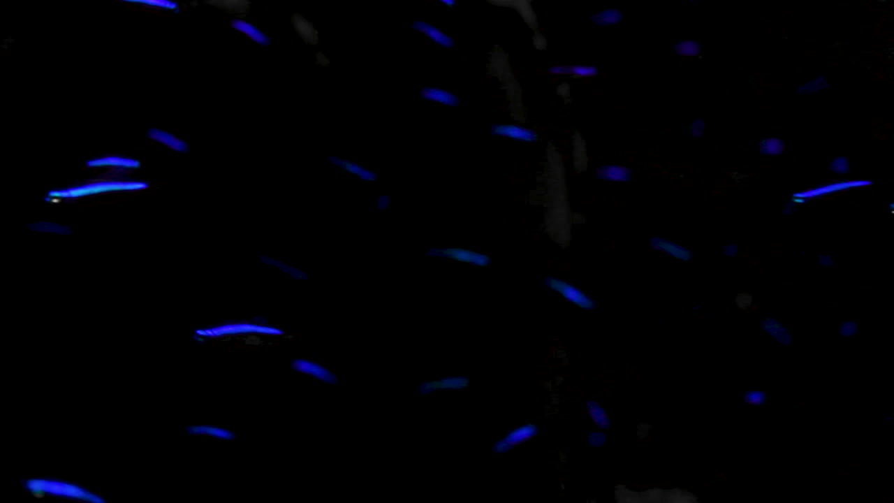 Tons of Blue Fish shine in the darkness of an aquarium. They are family together.