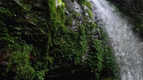 slow-motion video of a lush waterfall cascading over rocks and greenery in dorrigo, australia. natural lighting enhances the tranquil scene