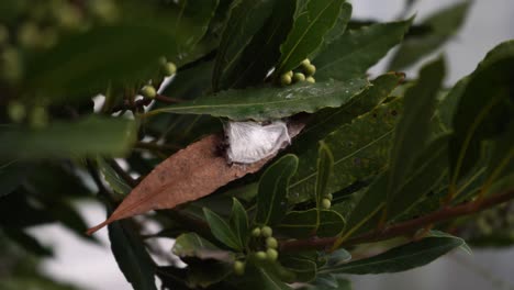 las arañas anidan en las hojas verdes de la planta