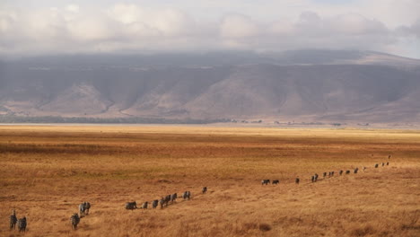 wildebeests following zebras while crossing the savannah. gimbal