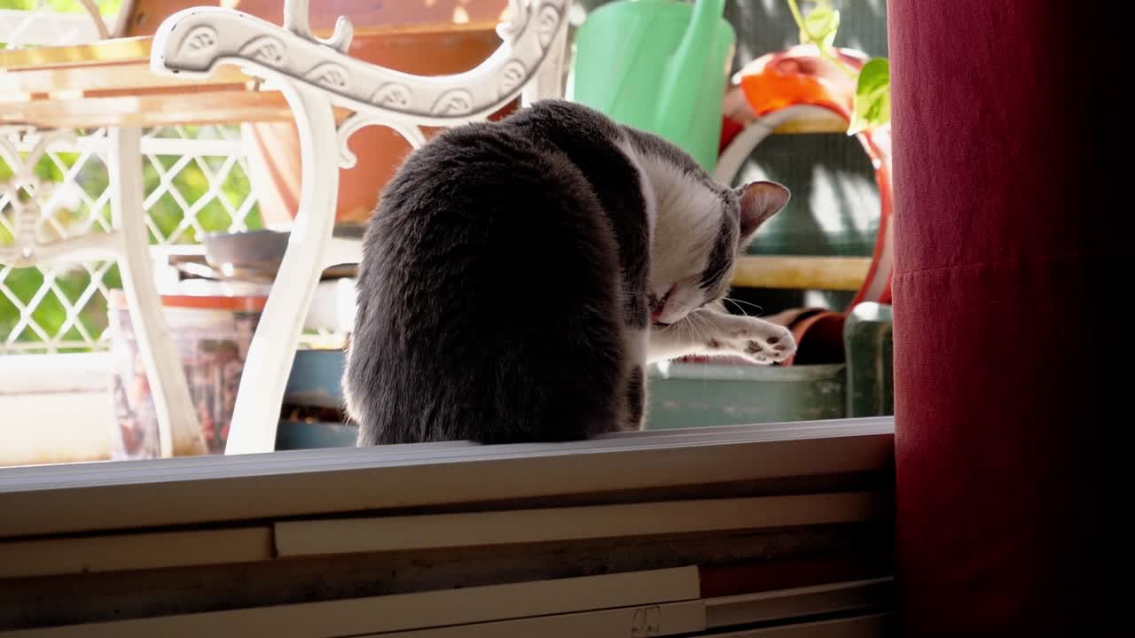 Gatto carino che si lecca la zampa sotto la luce del sole