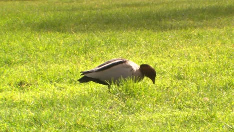 Verletzte-Ente-Läuft-Durch-Grünes-Gras