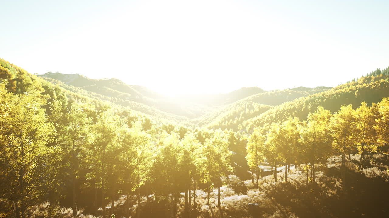 아름다운 오렌지와  ⁇ 은 가을 숲