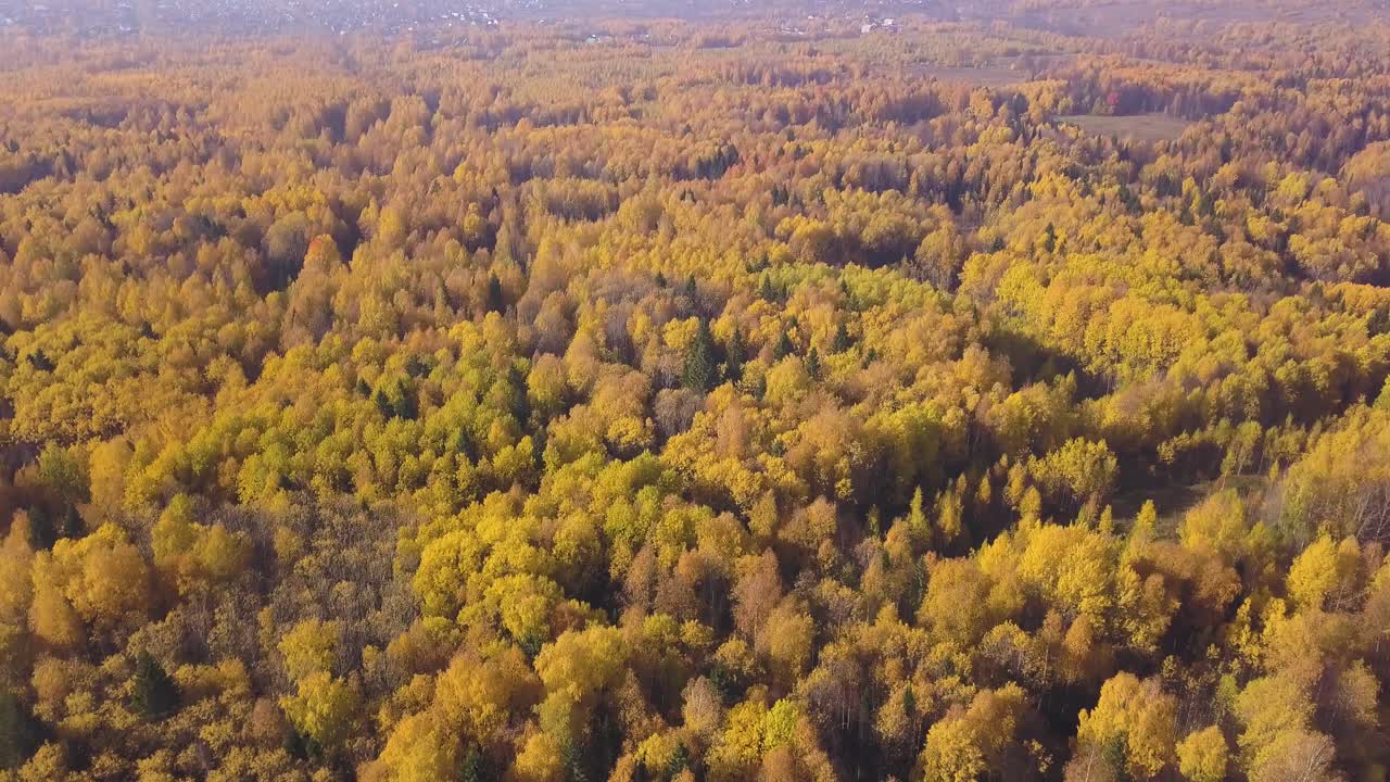 Vista aérea del bosque de otoño