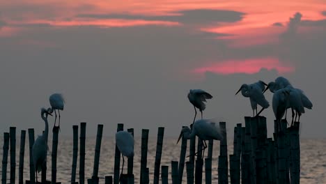 The-Great-Egret,-also-known-as-the-Common-Egret-or-the-Large-Egret