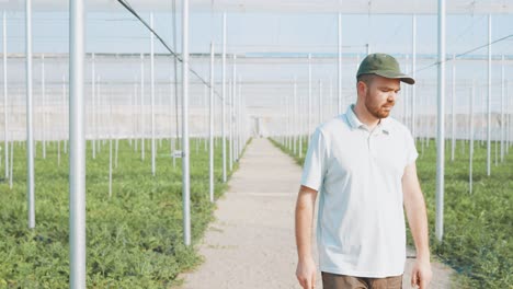 farmer walking and inspecting watermelon plants in greenhouse
