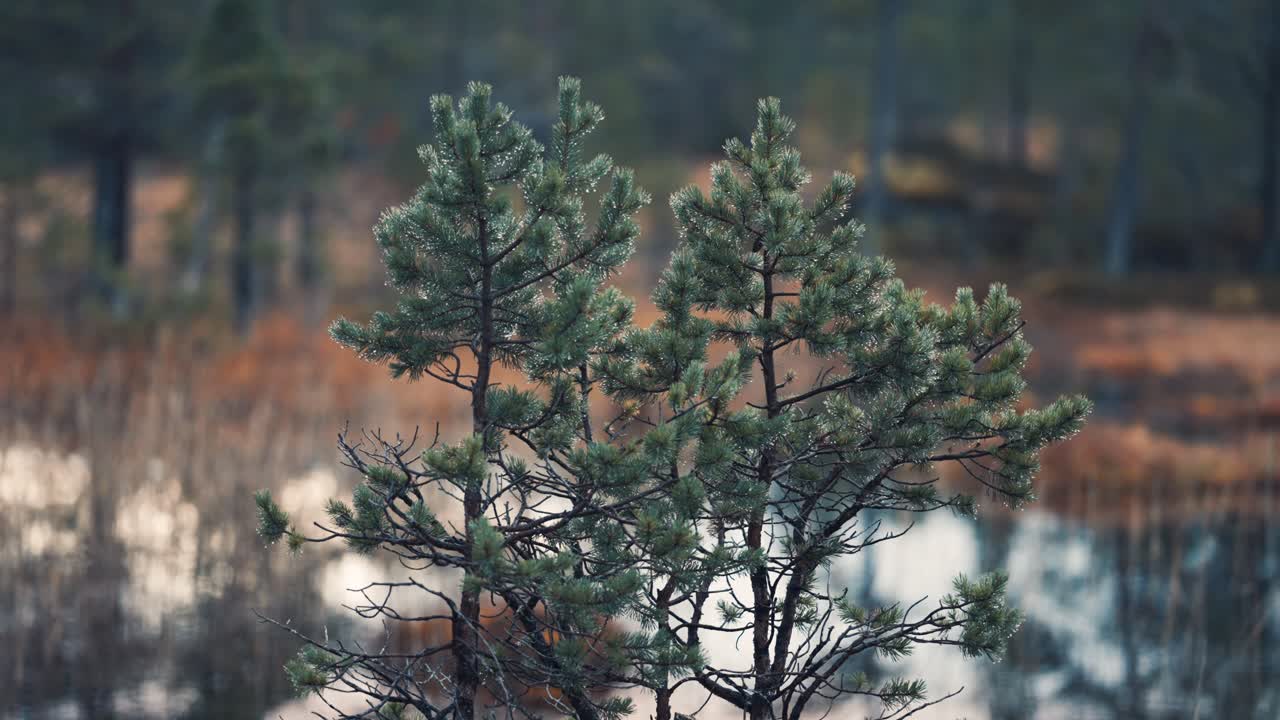비오는 날 소나무 클로즈업