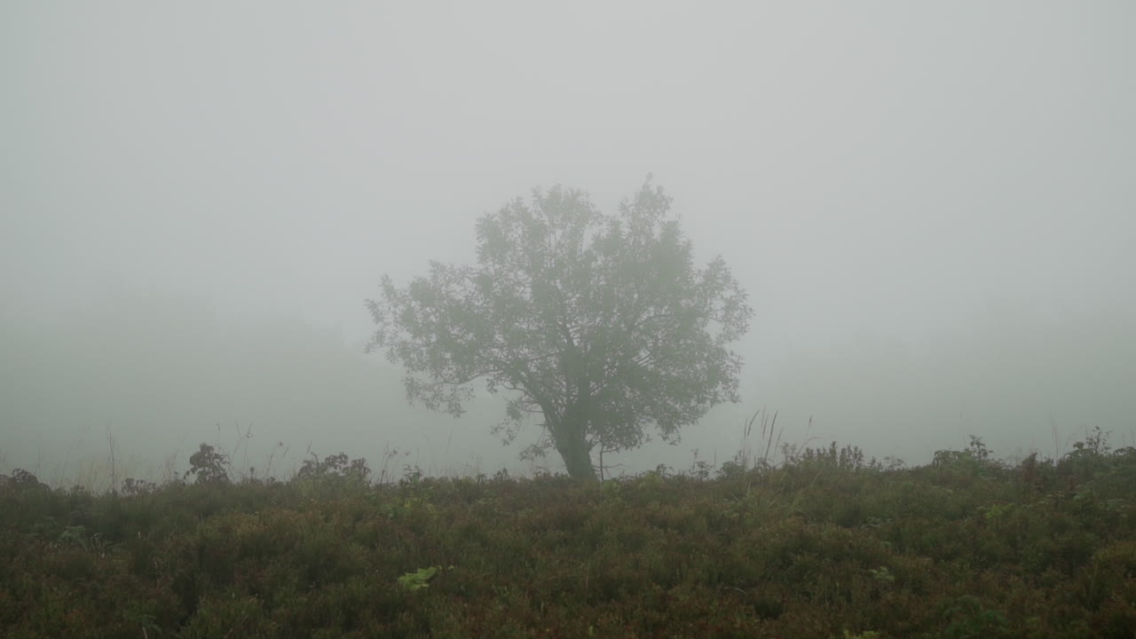 Misty Morning Landscape with a Single Tree