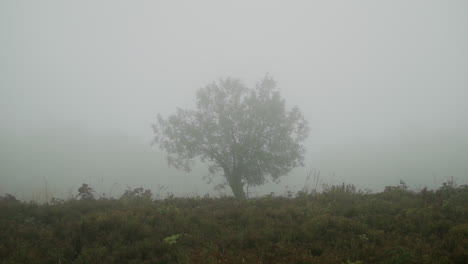 misty morning landscape with a single tree