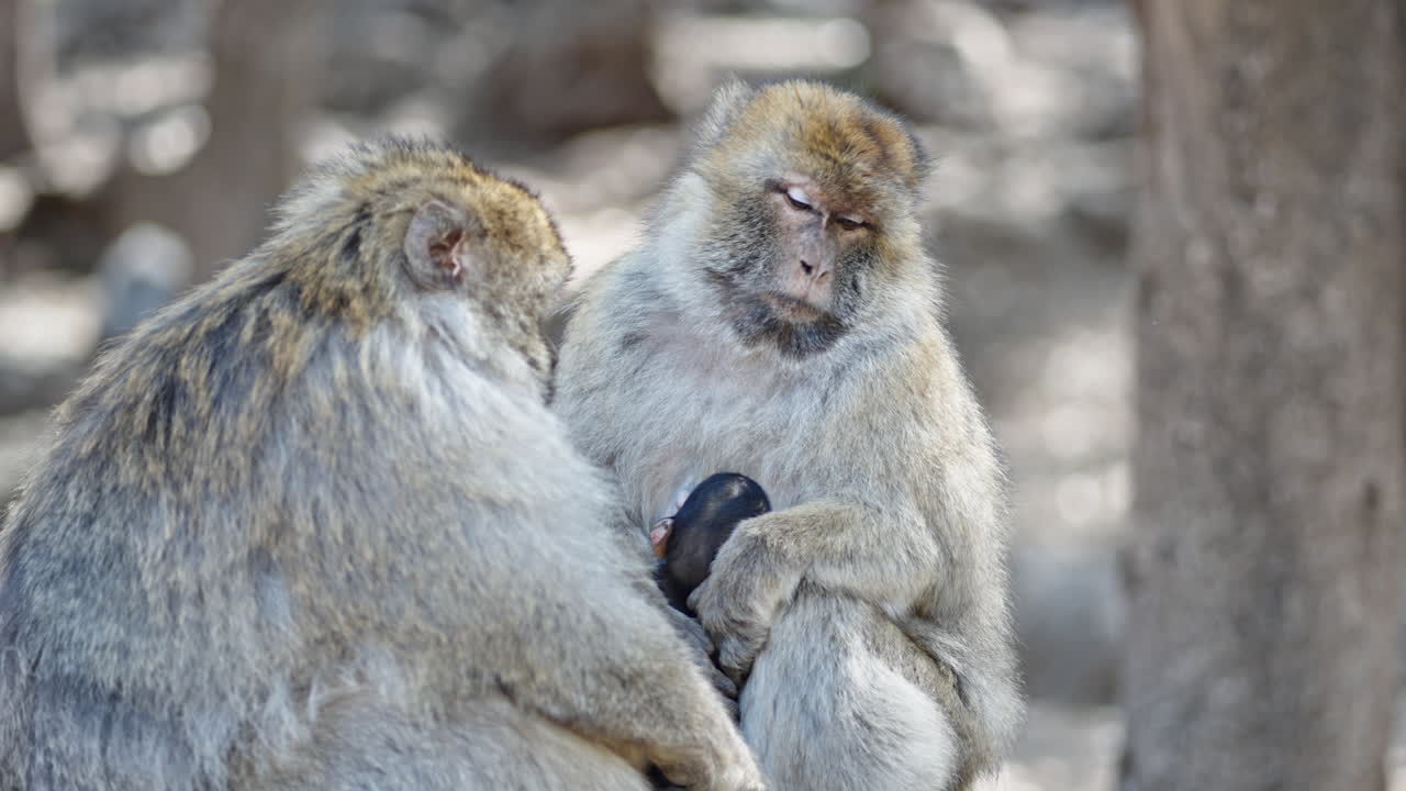 un barco navegando a lo largo de la costa rocosa de cerdeña, rodeado de exuberante vegetación, vista aérea
