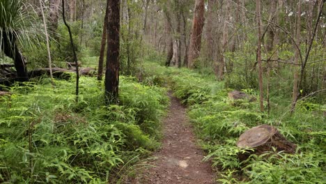 Handaufnahmen-Entlang-Des-Dave&#39;s-Creek-Circuit-Walk-Im-Lamington-Nationalpark,-Hinterland-Der-Gold-Coast,-Australien