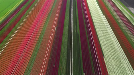 aerial drone view colorful tulip fields on sunny day in the netherlands