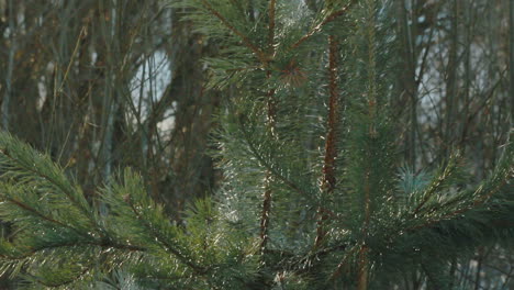 árbol-De-Hoja-Perenne-En-El-Bosque-De-Invierno.-Aguja-De-Pino-En-Ramas-De-Pino