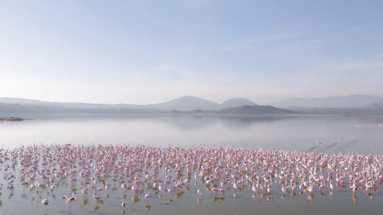 케냐의 엘레멘타이타 호수에서 먹이를 먹는 플라밍고의 드론 촬영
