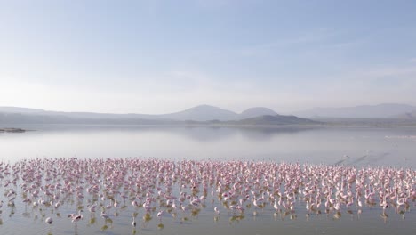 tomada de un avión no tripulado de flamencos que se alimentan en el lago elementaita, kenia