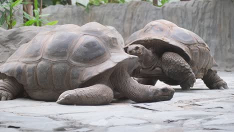 two chelonoidis tortoises are laying side by side on the grassy ground. these terrestrial reptiles, known for their adaptation to dry habitats, have a distinctive snout similar to a gopher tortoise