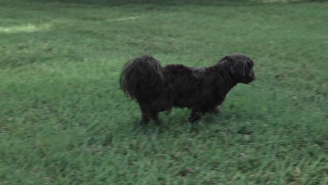 cachorro a la caza en hierba verde
