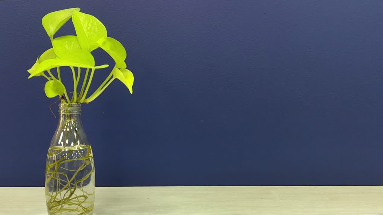 Beautiful golden money plant growing in transparent glass bottle with visible roots, set against stylish blue background. home, office, wellness, hydroponics and minimalist decor themes.