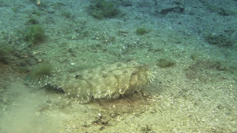 white v octopus sucked to a peacock flounder's head